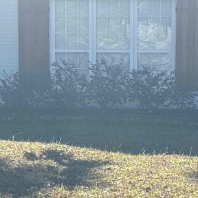 Bush Trimming by Hickmon Homes LLC reviewed on May 9, 2022