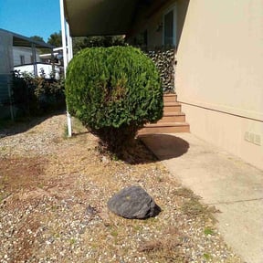 Bush Trimming by AC LAWNCARE reviewed on December 9, 2024