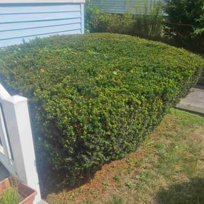 Bush Trimming by J.V LANDSCAPING BEARS reviewed on July 21, 2022