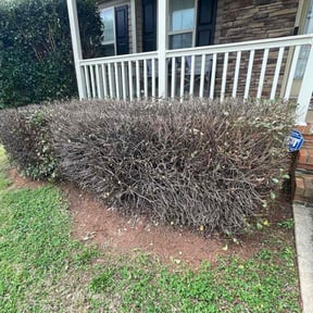 Bush Trimming by TONY'S LAWN CARE reviewed on September 29, 2021
