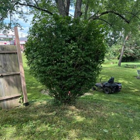 Bush Trimming by Ike’s Lawn & Yard Services reviewed on July 12, 2025