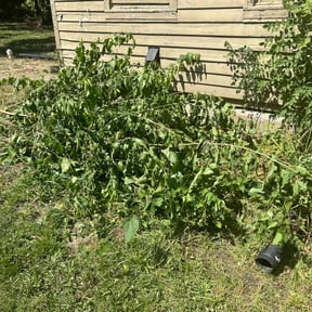 Bush Trimming by JTlandscaping Maintenance Plus  LLC reviewed on October 20, 2021