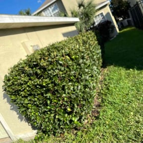 Bush Trimming by All about lawns an you reviewed on May 10, 2022