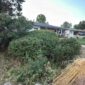 Bush Trimming by The Landscaping Neatniks reviewed on August 7, 2022