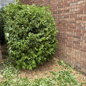 Bush Trimming by Enoch's Lawn Care reviewed on June 19, 2025