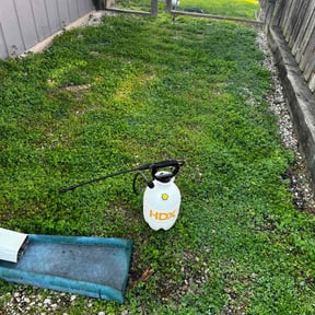 Weeding by Aura lawn pros reviewed on July 3, 2022