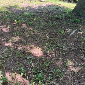 Cleanups by Efficient Trimming reviewed on November 17, 2021