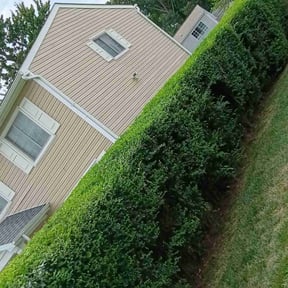 Bush Trimming by Type A Lawn Guy reviewed on July 16, 2025