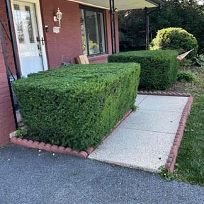 Bush Trimming by Carolina Customs LLC reviewed on April 25, 2025