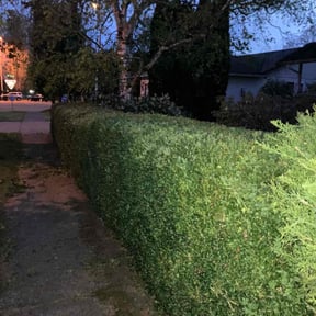 Bush Trimming by Sunrise Sunset Landscaping reviewed on July 31, 2022