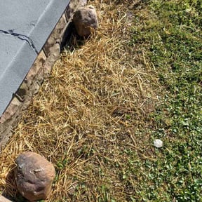 Cleanups by Happy plantsman reviewed on September 12, 2024