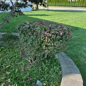 Bush Trimming by Big Bear Lawn Care reviewed on May 31, 2022
