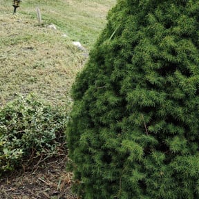Landscaping by Livery Services LTD, llc reviewed on July 19, 2022