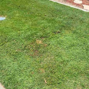 Weeding by Professional Lawn Service reviewed on June 15, 2022