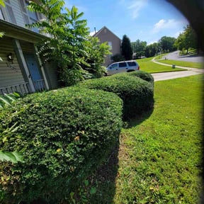 Bush Trimming by GreenCut Lawn Care reviewed on April 20, 2025