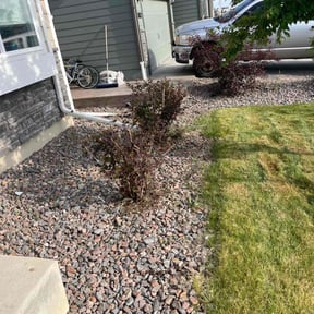 Bush Trimming by D's Lawn Care reviewed on July 30, 2022