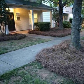 Landscaping by Cams lawncare reviewed on June 20, 2022