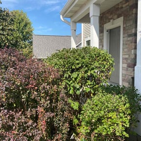 Bush Trimming by Greenpros lawncare llc reviewed on July 14, 2022