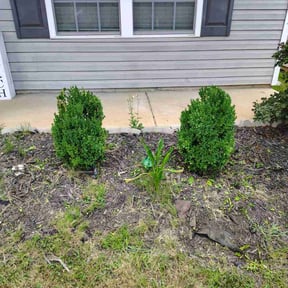 Bush Trimming by Cutting up Lawn and Tree Care reviewed on August 5, 2022