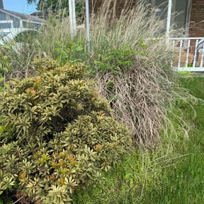 Bush Trimming by Manuel's Landscaping reviewed on July 7, 2022