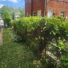 Bush Trimming by GreenCut Lawn Care reviewed on April 20, 2025
