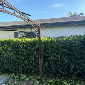 Bush Trimming by S&P Lawn maintenance LLC reviewed on July 28, 2022