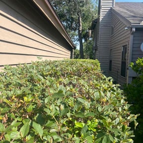 Bush Trimming by A step up handyman and lawncare services reviewed on April 8, 2022