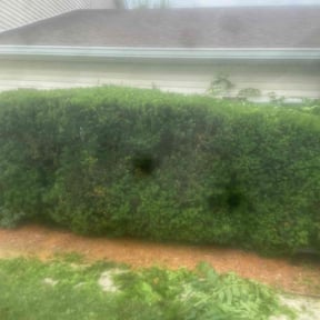 Bush Trimming by mow 4 your money reviewed on August 7, 2022