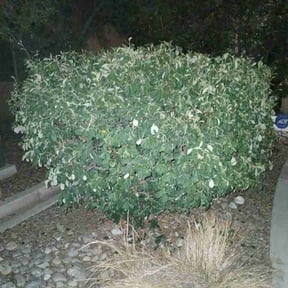 Bush Trimming by Blue hat NM reviewed on November 27, 2024