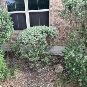 Bush Trimming by Bean Sprout Lawn Service LLC reviewed on August 25, 2020