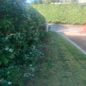 Bush Trimming by TruGreen LawnCare reviewed on June 4, 2025
