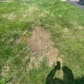 Lawn Seeding by Perry’s Landscaping LLC reviewed on September 15, 2021