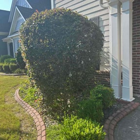 Bush Trimming by ULO KNW CLEAN CLEANING SERVICE LLC. reviewed on October 27, 2024