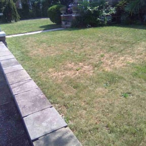 Bush Trimming by From the ground up 24-7 reviewed on July 29, 2022