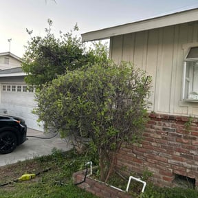 Bush Trimming by Rodriguez Gardening reviewed on July 24, 2022