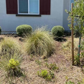 Bush Trimming by Diego Mojica Lawn Care reviewed on July 29, 2025