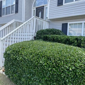 Bush Trimming by D&k Taylor lawn care reviewed on July 7, 2022