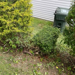 Bush Trimming by Cutting up Lawn and Tree Care reviewed on August 7, 2022