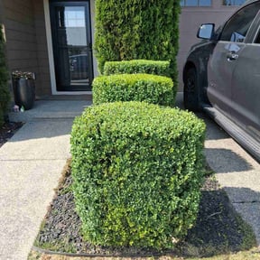 Bush Trimming by Pristine Properties LHS reviewed on November 23, 2024