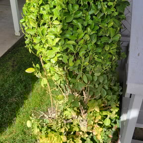 Bush Trimming by Immaculate rehab services LLC reviewed on August 3, 2021