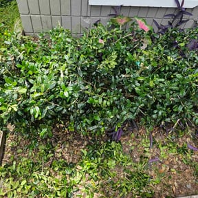 Bush Trimming by Christopher and Samantha Lawn Care reviewed on April 16, 2025