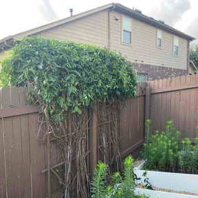 Bush Trimming by Big 3 Lawns and Landscaping reviewed on June 21, 2022