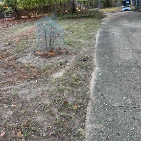 Leaf Removal by Verde lawn care reviewed on December 1, 2021