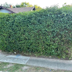 Bush Trimming by Finest Edge Lawn Care reviewed on June 22, 2022