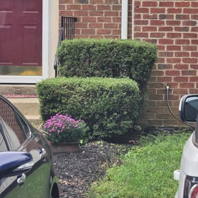 Bush Trimming by Scube and Sons reviewed on June 17, 2025