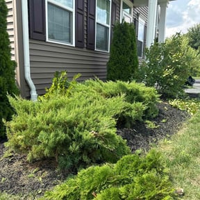 Bush Trimming by Edge Lawn Service reviewed on August 7, 2025