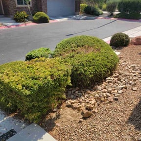 Bush Trimming by MNS Services reviewed on October 4, 2024
