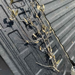 Leaf Removal by L&G Landscapes reviewed on July 25, 2025