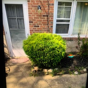 Bush Trimming by classic cuts lawn care reviewed on May 10, 2021