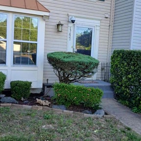 Bush Trimming by Precision Lawn Care reviewed on June 4, 2021